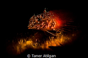 Snooted goby by Taner Atilgan 